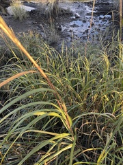 Sporobolus alterniflorus