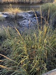 Sporobolus alterniflorus