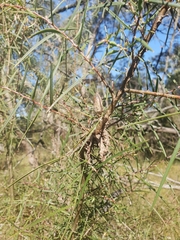 Hakea ulicina