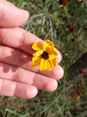 Coreopsis floridana