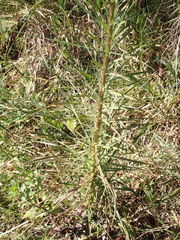 Liatris spicata var. savannensis image