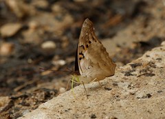 Doxocopa