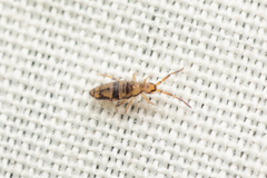 Entomobrya triangularis