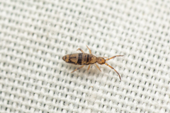Entomobrya triangularis