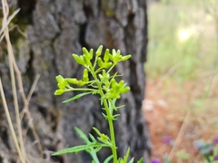 Senecio bathurstianus