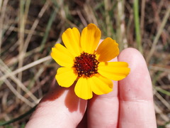 Coreopsis floridana