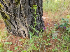 Senecio bathurstianus