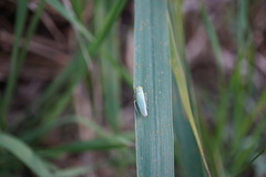Cicadella viridis