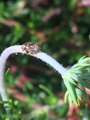 Clastoptera lineatocollis