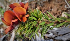 Pultenaea canescens