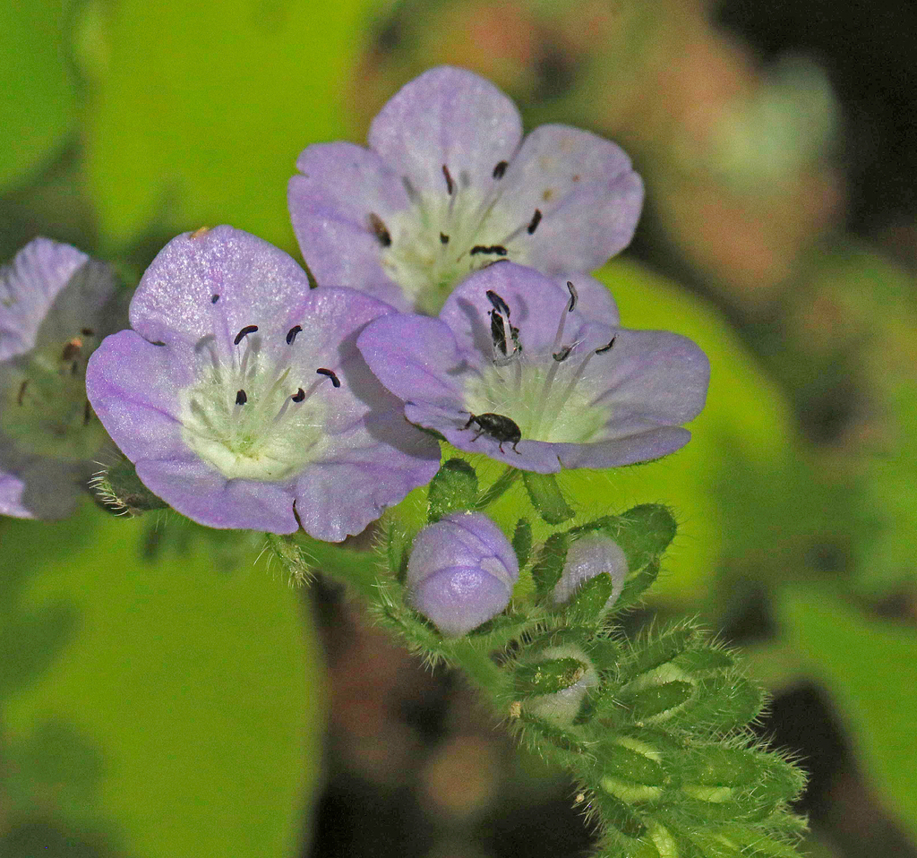 Fuzzy Phacelia