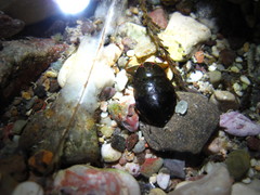 Ambrysus