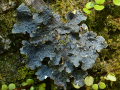 Pseudocyphellaria hookeri image