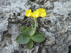 Primula auricula