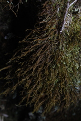 Herbertus aduncus