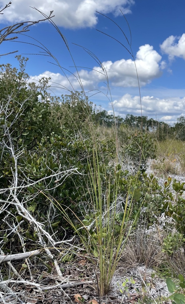 Longleaf Crabgrass from Avon Park, FL, US on October 21, 2021 at 01:08 ...