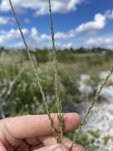 longleaf crabgrass (Digitaria gracillima)