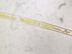 Microchaete