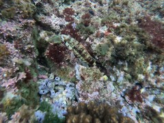 Serranus psittacinus