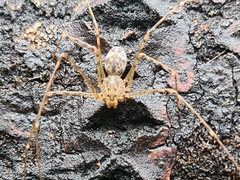 Scytodes longipes