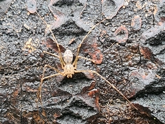 Scytodes longipes