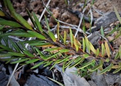 Pultenaea canescens