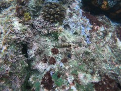 Serranus psittacinus