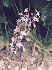 Crassula multicava multicava