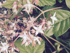 Crassula multicava multicava