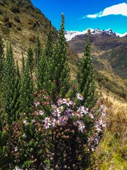 Diplostephium hartwegii