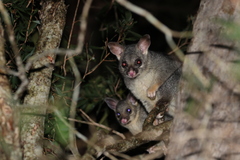 Trichosurus vulpecula