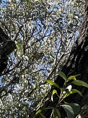 Ptilonorhynchus violaceus