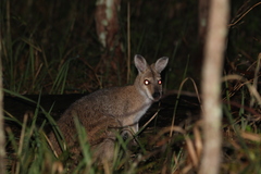 Notamacropus rufogriseus
