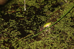 Litoria fallax