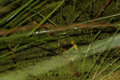 Litoria fallax