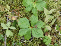 Cornus unalaschkensis