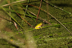 Litoria fallax