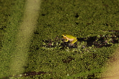 Litoria fallax