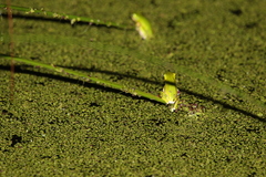 Litoria fallax