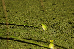 Litoria fallax