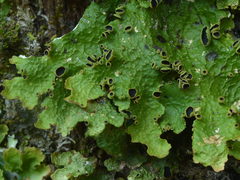 Image of Pseudocyphellaria montagnei