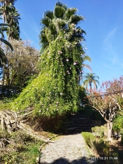 Podranea