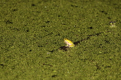 Litoria fallax