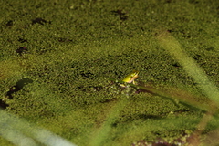Litoria fallax