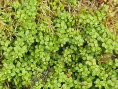 Gaultheria hispidula