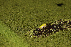 Litoria fallax
