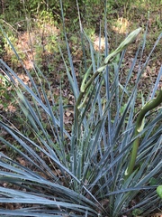 Yucca necopina