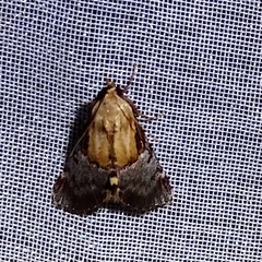 Cacozelia basiochrealis