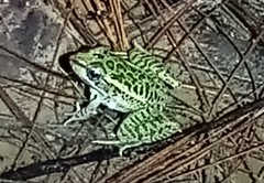 Lithobates lenca