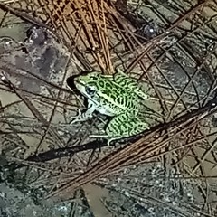 Lithobates lenca